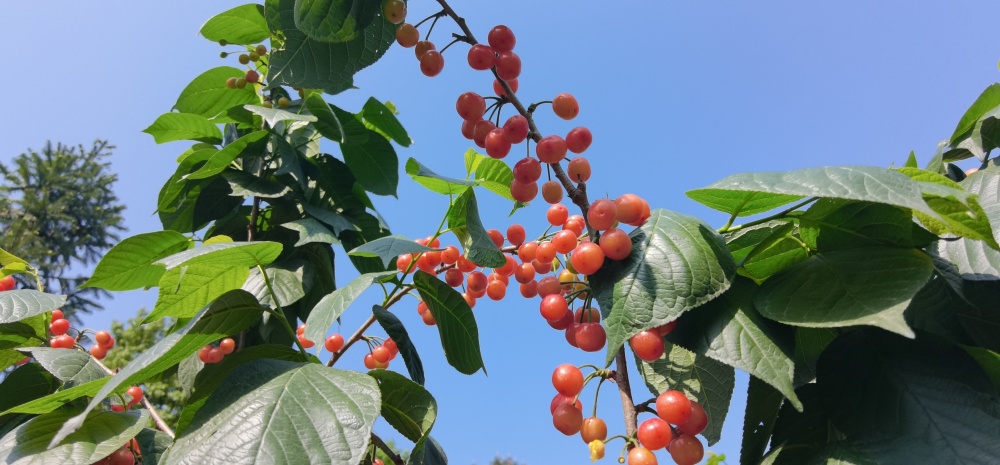 2025成都·蒲江櫻桃旅游季啟幕 以“抿甜”滋味，品文旅盛宴